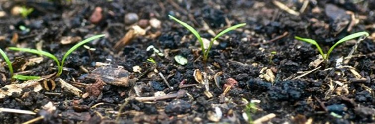 carrots germinating1