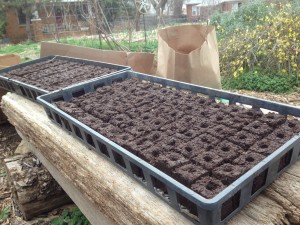 Trays full of soil blocks