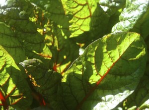 Chard, ruby red shorter