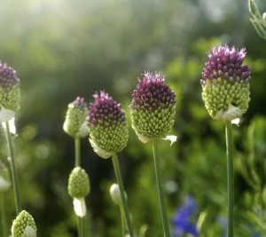 alliums, purple tip