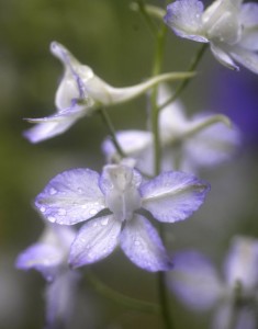 larkspur 2