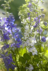 larkspur multi lighter