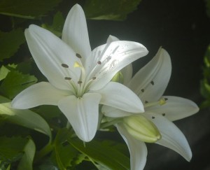 asiatic lily navona