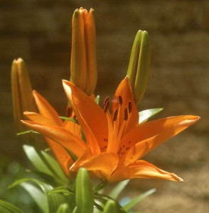 asiatic lily tresor