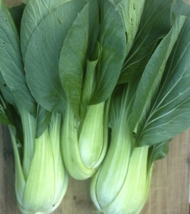 bok choy Blk Summer