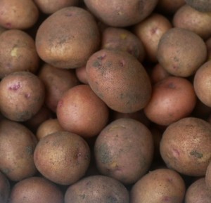 potatoes, red gold