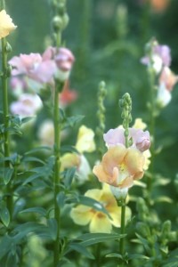 snapdragons multi