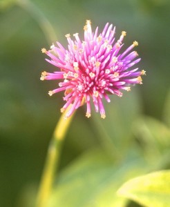 gomphrena fireworks