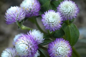 gomphrena pink bi-color detail