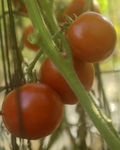 tomatoes 3 on vine