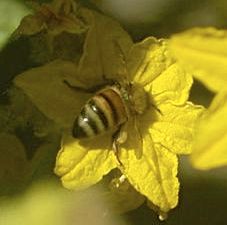 bee pollinating cuke flower 2 detail