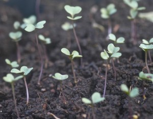 brassica seedlings