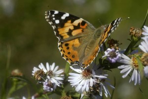 butterfly & purple asters