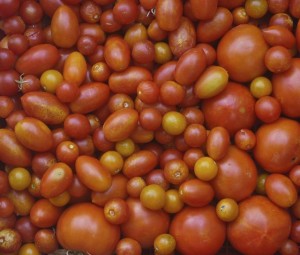 tomatoes, July