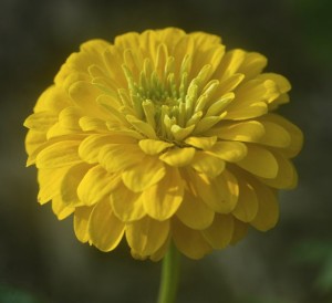 zinnia, yellow