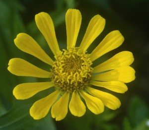 zinnia, yellow w pollen ring