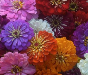 zinnias en masse