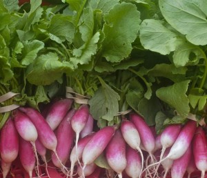 radishes, french bkfst