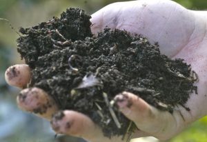 an outstretched hand holds compost with worms in it