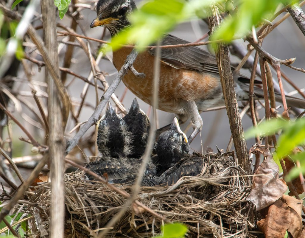 An adult robin sits on a nest with 3 baby robins sitting in it.