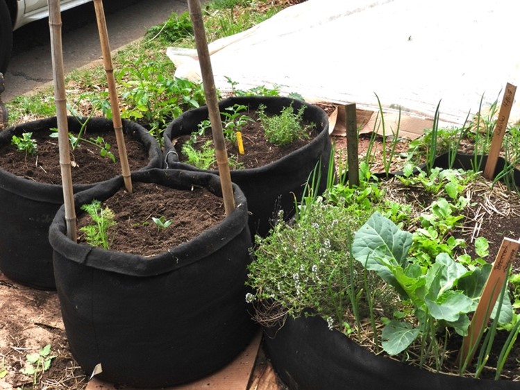 Growing vegetables in compost – Sara's Kitchen Garden